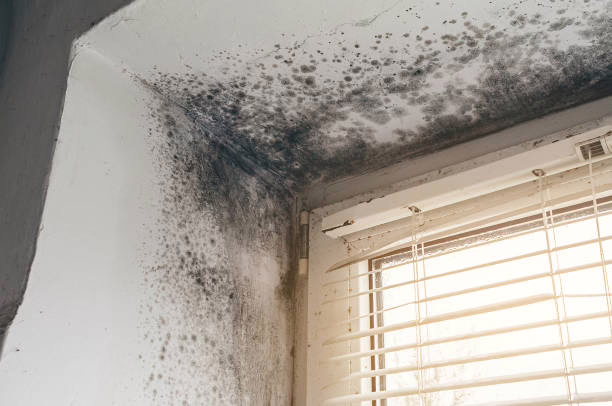 can mold come back after remediation